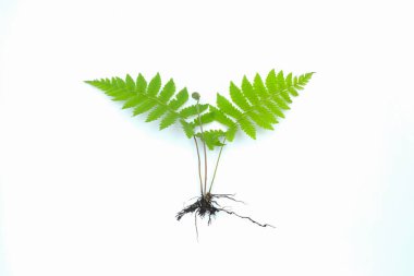 Üst Görüş Yaprakları Madeira sarmaşığı veya Anredera kordifolia yeşili rengi beyaz arka planda izole edilmiştir. Bitkisel ilaçlar için alan bırakır.Metni kopyalayın. Bitkisel ilaç kavramı. Grafik tasarım veya afiş arkaplanı için