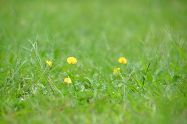 Yeşil çimen dokusu. Doğal desenler ve dokular. Grafik tasarımı veya afiş arkaplanı için.