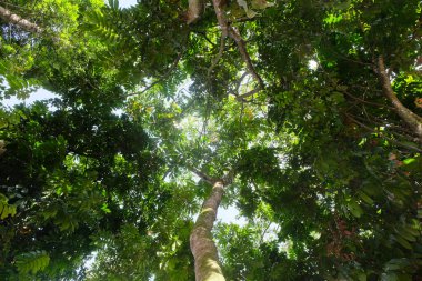 Aşağıdan görülen gür yapraklı uzun ağaç. Düşük açı çekimi. Ekoloji ve çevre kavramı. Grafik tasarımı veya afiş arka planı için tropikal yağmur ormanı.