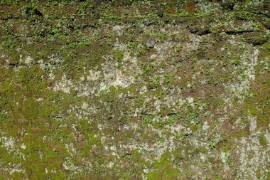 Yuvarlak arkaplan ve tuğla duvar yosunlarıyla kaplı. Uzayı metin için kopyala. Duvar yeşil ve kirli görünüyor. Doğal soyut şablon ve doku arka planı. Grafik tasarımı için, 3 boyutlu biçimlendirme veya pankart arkaplanı