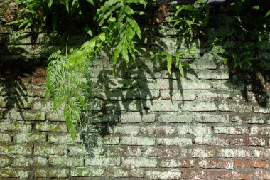 Eğreltiotlarıyla kaplı tuğla duvar desenli Grunge arka planı. Uzayı metin için kopyala. Duvar yeşil ve kirli görünüyor. Doğal çerçeve. Doğal soyut şablon ve doku arka planı. Grafik tasarımı için, 3 boyutlu biçimlendirme veya pankart arkaplanı