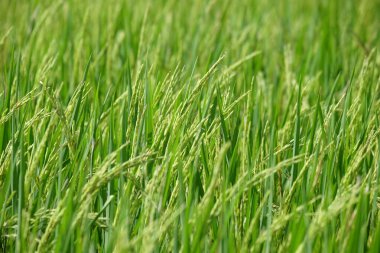 Tarlalardaki yeşil pirinç bitkilerinin soyut dokusu. Yoğun tohumlu pirinç bitkileri. Doğal yeşil desen ve doku. Grafik tasarımı veya afiş arka planı için. 