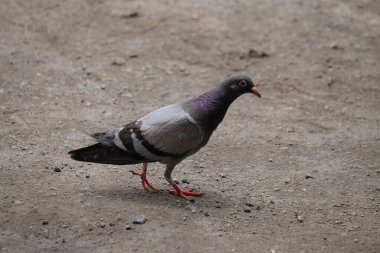 Gri bir güvercin yürüyor. Evcil kuş kavramı. Metin için alanı kopyalayın. Grafik tasarımı, afiş arkaplanı veya 3D canlandırma için alanı kopyalayın