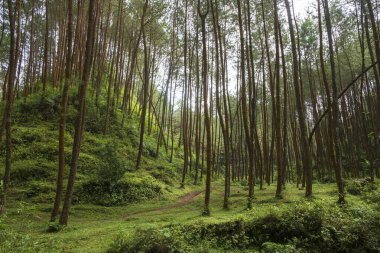 Çam ormanı sakin ve huzurlu görünüyor. Kamp alanı. Yeşil ve sürdürülebilir çevre kavramı. Grafik tasarımı veya afiş arkaplanı