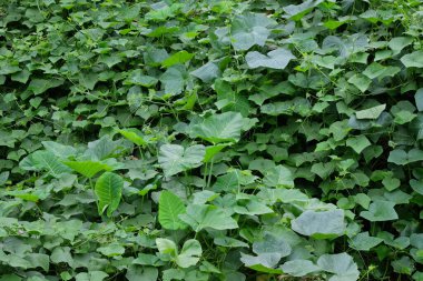 Yeşil yaprakların soyut desen ve doku arkaplanı. Ormandaki yeşil sarmaşıklar. Ekoloji ve çevre teması.