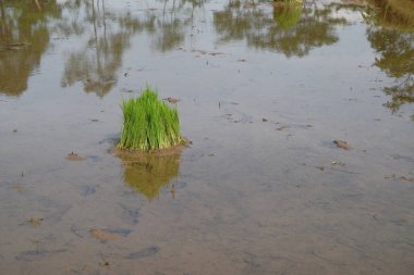 Pirinç tohumları temiz suyla birlikte pirinç tarlasına ekilmeye hazır. Tarım endüstrisi kavramı. Kırsaldaki pirinç tarlalarının görüntüsü. Grafik tasarımı veya afiş arkaplanı için.