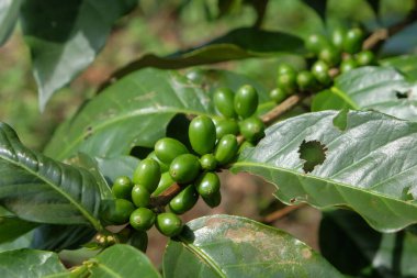 Ağaç dalı üzerindeki taze yeşil kahve çekirdekleri. Grafik tasarımı veya afiş arkaplanı için tarım endüstrisi kavramı.