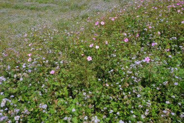 Arka plan, desen ve mor çiçekli yabani otların dokusu. Doğal desen ve doku. Grafik tasarımı veya afiş arkaplanı için