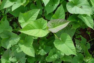 Tatlı patates yeşil yapraklarının üst görünümü. Soyut desen ve doku. Afiş arkaplan ya da grafik tasarım için.