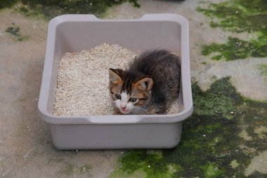 Kedi yavrusu kum havuzuna işiyor. Evcil hayvan konsepti. Gri renkli şirin kedi yavrusu. Grafik tasarımı için, 3 boyutlu tasarım veya afiş arkaplanı