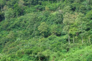 Doğal bitki örtüsüne sahip tropikal yağmur ormanı yamacı. Yeşil orman manzarası. Ekoloji ve çevre kavramı. Grafik tasarımı için, 3D canlandırma veya afiş arkaplanı