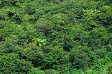Doğal bitki örtüsüne sahip tropikal yağmur ormanı yamacı. Yeşil orman manzarası. Ekoloji ve çevre kavramı. Grafik tasarımı için, 3D canlandırma veya afiş arkaplanı