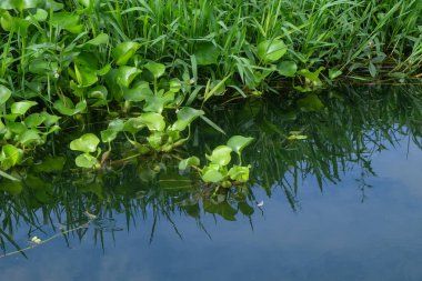 Gölün kenarında büyüyen yeşil çimenler. Temiz göl suyu. Yeşil ekoloji ve çevre kavramı. Grafik tasarımı için alanı kopyala.