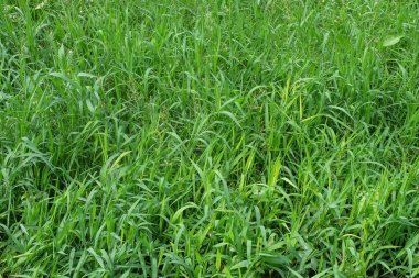 Soyut desenlerin ve yeşil çimenlerin şekillerinin arkaplanı. Yeşil ekoloji ve çevre kavramı. Grafik tasarımı için alanı kopyalayın.Grafik tasarımı, 3D oluşturma veya afiş arkaplanı