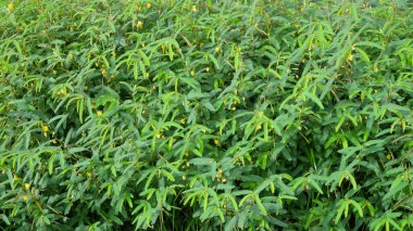 Soyut desenlerin ve yeşil çimenlerin şekillerinin arkaplanı. Yeşil ekoloji ve çevre kavramı. Grafik tasarımı için alanı kopyalayın.Grafik tasarımı, 3D oluşturma veya afiş arkaplanı