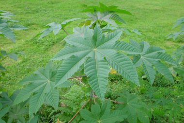 Ricinus Communis yaprağı, astor fasülyesi ya da hintyağı bitkisi. Geniş yeşil yapraklar. Grafik tasarımı için, 3 boyutlu biçimlendirme veya pankart arkaplanı