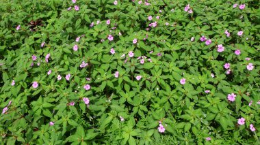 Arka plan dokusu ve Walleriana çiçeklerinin deseni pembe yeşil yapraklar. Bitkiye ayrıca meşgul Lizzie, İngiliz Adaları, balsam, sultanlar, basitçe sabırsızlar da denir. Grafik tasarımı, 3D canlandırma veya afiş arkaplanı için