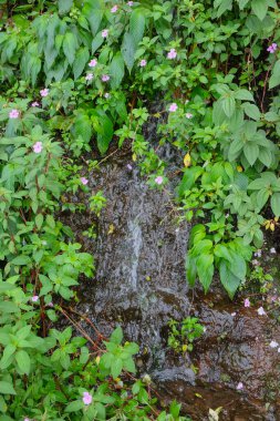 Su, yaban bitkileriyle dolu bir uçurumdan aşağı akar. Orman doğal bitki örtüsü. Ekoloji ve çevre kavramı. Alış veriş merkezi şelalesi. Grafik tasarımı için, 3D canlandırma veya afiş arkaplanı
