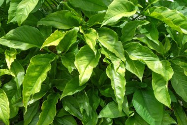 Beş adet yeşil yaprak deseni ve doku yapısı. Doğal yeşil desen ve doku. Grafik tasarımı için, 3D tasarım ve afiş arkaplanı.