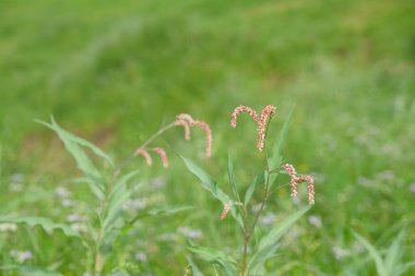 Pembe su biberi çiçeğini veya Persicaria hidrospiper veya Polygonum hidroterapisini kapatın. Bokeh arkaplanını metin için kopyalayın. Grafik tasarımı, 3D canlandırma veya ön plan için alanı kopyalayın