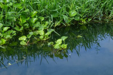 Gölün kenarında büyüyen yeşil çimenler. Temiz göl suyu. Yeşil ekoloji ve çevre kavramı. Grafik tasarımı için alanı kopyala.