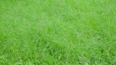 Soyut desenlerin ve yeşil çimenlerin şekillerinin arkaplanı. Yeşil ekoloji ve çevre kavramı. Grafik tasarımı için alanı kopyalayın.Grafik tasarımı, 3D oluşturma veya afiş arkaplanı