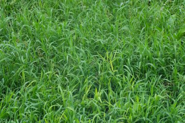 Soyut desenlerin ve yeşil çimenlerin şekillerinin arkaplanı. Yeşil ekoloji ve çevre kavramı. Grafik tasarımı için alanı kopyalayın.Grafik tasarımı, 3D oluşturma veya afiş arkaplanı