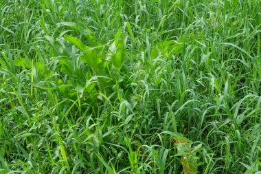 Soyut desenlerin ve yeşil çimenlerin şekillerinin arkaplanı. Yeşil ekoloji ve çevre kavramı. Grafik tasarımı için alanı kopyalayın.Grafik tasarımı, 3D oluşturma veya afiş arkaplanı