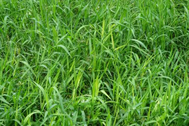 Soyut desenlerin ve yeşil çimenlerin şekillerinin arkaplanı. Yeşil ekoloji ve çevre kavramı. Grafik tasarımı için alanı kopyalayın.Grafik tasarımı, 3D oluşturma veya afiş arkaplanı