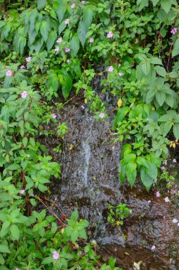 Su, yaban bitkileriyle dolu bir uçurumdan aşağı akar. Orman doğal bitki örtüsü. Ekoloji ve çevre kavramı. Alış veriş merkezi şelalesi. Grafik tasarımı için, 3D canlandırma veya afiş arkaplanı