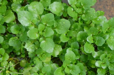 Taze yeşil su bitkileri. Doğal yeşil desen ve doku. Grafik tasarımı veya afiş arkaplanı için.