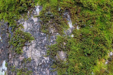 Grunge büyük ağaç gövdesi yeşil yosun ile kaplanmış. Yeşil yosun soyut desen ve doku arkaplanı. Grafik tasarımı için, 3 boyutlu biçimlendirme veya pankart arkaplanı