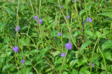 Nettleleaf kadife çiçekleri ya da çiçek açmış Stachytarpheta urticifolia mor. Genellikle yol kenarlarında, bahçelerde ya da ormanlarda yetişen bir çalı bitkisi. Grafik tasarımı için, 3 boyutlu biçimlendirme veya pankart arkaplanı