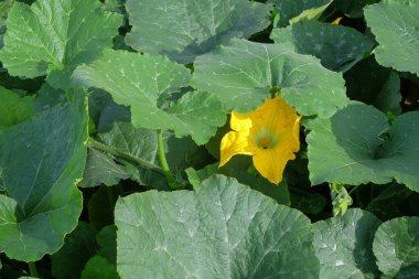 Kabak yeşili yapraklar ve soyut desenleri ve şekilleri olan sarı çiçekler. Doğal yeşil doku arka plan. Grafik tasarımı için üst açı.