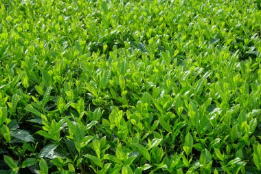 Çay çiftliğindeki taze çay yapraklarının arkaplan deseni ve dokusu. Grafik tasarımı için, 3 boyutlu biçimlendirme veya pankart arkaplanı