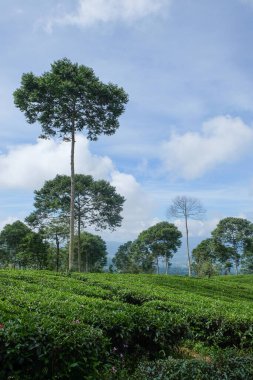 Güzel ve taze çay tarlasının dikey görüntüsü. Uzun ömürlü doğal bitki örtüsü olan çay tarlası. Grafik tasarımı için, 3D canlandırma veya afiş arkaplanı