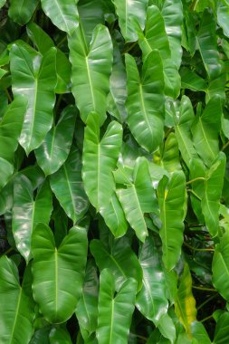 Yeşil Philodendron yaprak deseni ve doku arkaplanı. Doğal yeşil desen ve doku. Grafik tasarımı, 3D tasarım ve afiş arkaplanı için yeşil yapraklar.