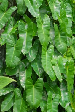 Yeşil Philodendron yaprak deseni ve doku arkaplanı. Doğal yeşil desen ve doku. Grafik tasarımı, 3D tasarım ve afiş arkaplanı için yeşil yapraklar.