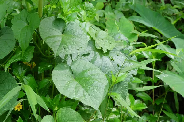 Tropik ormanlarda yetişen yeşil yapraklar. Doğal desen ve doku arka planı. Ekoloji ve çevre kavramı. Grafik tasarımı veya afiş arkaplanı için