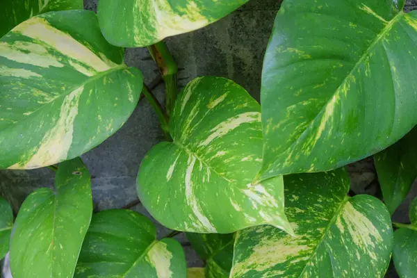Altın Pothos yapraklarını kapatın. Beyaz çizgili geniş yeşil yapraklar. Grafik tasarımı için, 3D çizim veya afiş arkaplanı