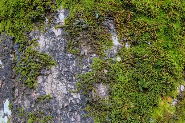Grunge büyük ağaç gövdesi yeşil yosun ile kaplanmış. Yeşil yosun soyut desen ve doku arkaplanı. Grafik tasarımı için, 3 boyutlu biçimlendirme veya pankart arkaplanı