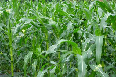 Yeşil ve yemyeşil mısır yaprakları. Doğal soyut desen ve dokular. Grafik tasarımı için, 3D çizim veya afiş arkaplanı