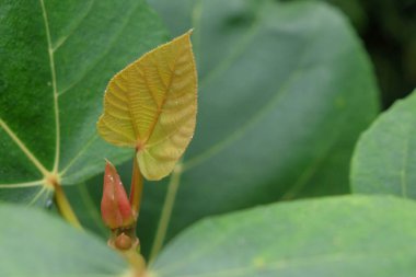 Genç yaprak filizlerinin soyut desen ve dokusu yeşil. Grafik tasarımı için, 3 boyutlu biçimlendirme veya pankart arkaplanı
