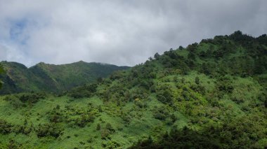 Doğal bitki örtüsüne sahip dağlardaki tropikal orman. Ekoloji ve çevre kavramı. Grafik tasarımı, afiş arkaplanı veya 3D canlandırması için.