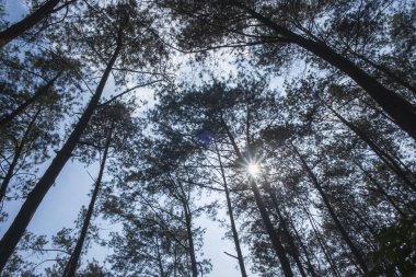Güneş ışığı tropikal ormanlardaki ağaçları delip geçiyor. Doğal bitkilerin yeşil yaprakları. Ekoloji ve çevre kavramları. Grafik tasarımı için, 3D canlandırma veya afiş arkaplanı