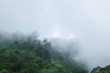Beyaz sisle kaplı yeşil tepeler. Tropikal yağmur ormanlarının doğal bitki örtüsü. Ekoloji ve çevre konsepti. Grafik tasarımı için, 3D canlandırma veya afiş arkaplanı