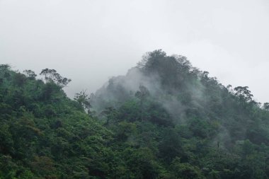 Beyaz sisle kaplı yeşil tepeler. Tropikal yağmur ormanlarının doğal bitki örtüsü. Ekoloji ve çevre konsepti. Grafik tasarımı için, 3D canlandırma veya afiş arkaplanı
