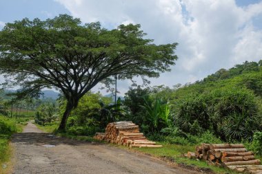 Yol kenarındaki kütük yığını. Ahşap işleme endüstrisi kavramı. Grafik tasarımı için, 3D canlandırma veya afiş arkaplanı
