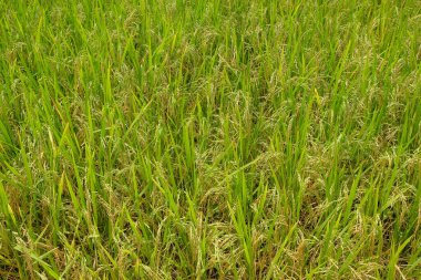 Pirinç tarlalarındaki sarı pirincin soyut desen ve doku arkaplanı. Grafik tasarımı için, 3 boyutlu tasarım veya afiş arkaplanı