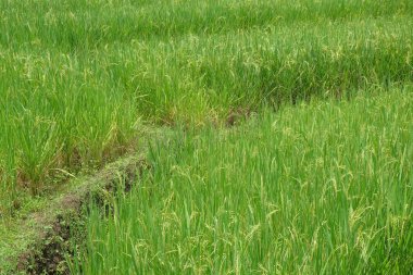 Teraslı pirinç tarımı. Tarım endüstrisi konsepti. Grafik tasarımı için, 3 boyutlu biçimlendirme veya pankart arkaplanı